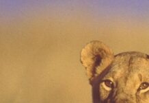 Born Free: Exploring Joy Adamson’s Tale of a Lioness’ Dual Worlds