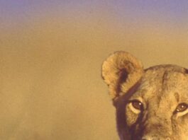 Born Free: Exploring Joy Adamson’s Tale of a Lioness’ Dual Worlds