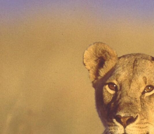 Born Free: Exploring Joy Adamson’s Tale of a Lioness’ Dual Worlds
