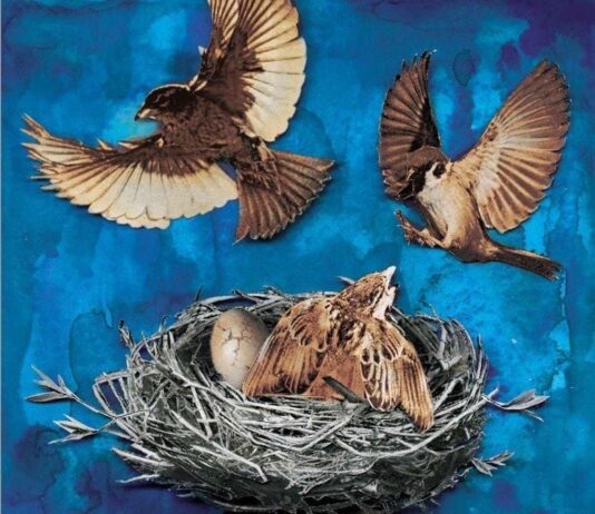 Unraveling Isolation and Intrigue: A Review of Shirley Jackson’s The Bird’s Nest