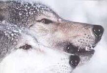 Unveiling Arctic Secrets: A Reflective Look at Mowat’s Wolf Odyssey