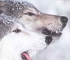 Unveiling Arctic Secrets: A Reflective Look at Mowat’s Wolf Odyssey