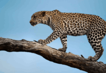 Unveiling Time’s Silence: A Reflective Journey through The Leopard