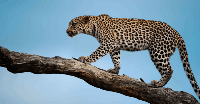 unveiling-times-silence-a-reflective-journey-through-the-leopard